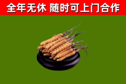 曹妃甸区烟酒回收冬虫夏草.jpg